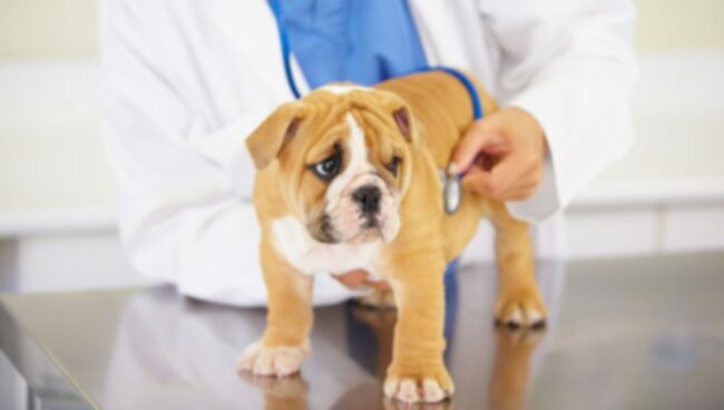 Tromboemboli Aorta pada Anjing: Gejala, Penyebab, &; Perawatan