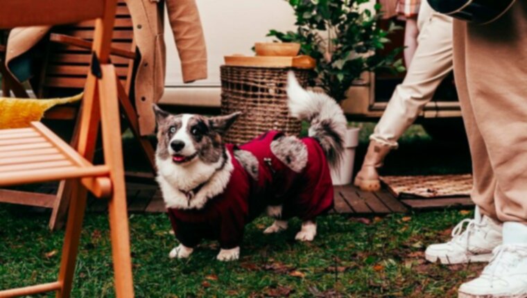 Câini Herding: Cum să vă opriți câinele de la oameni Herding