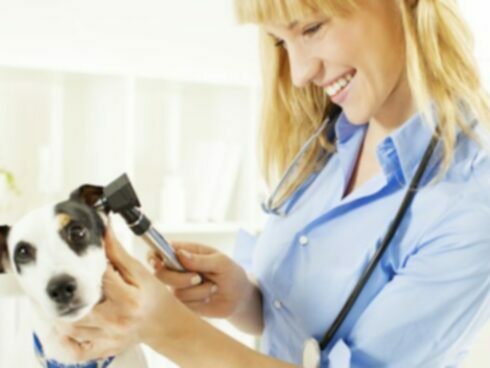 Глухота у собак: симптомы, причины и лечение