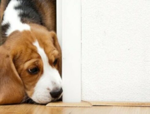 Mladiči pasme beagle: Psi pasjeglavci: prikupne slike in dejstva