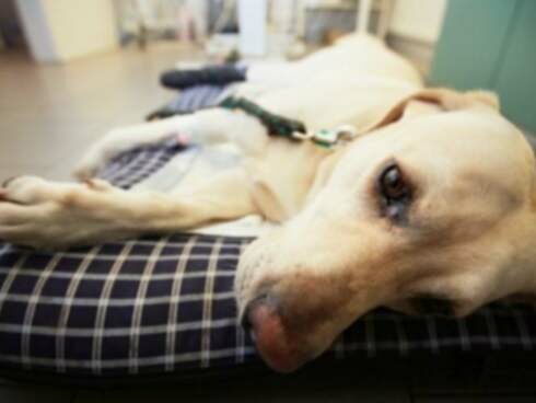 Galvas nospiešana suņiem: Simptomi, Cēloņi, & Ārstēšana