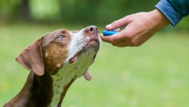 As perguntas mais frequentes sobre o treino de clicker para cães