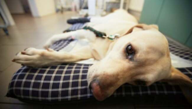 Head Pressing koertel: sümptomid, põhjused, & ravimeetodid