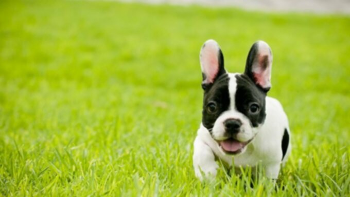 Кученца френски булдог: Сладки снимки и факти