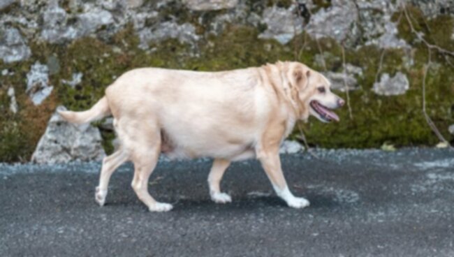 Aterosclerosis en perros: síntomas, causas y tratamientos