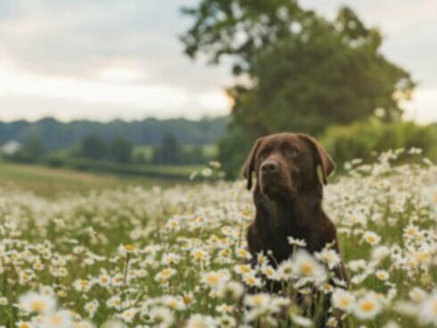 Alergie na trávu u psov: príznaky, príčiny a liečba