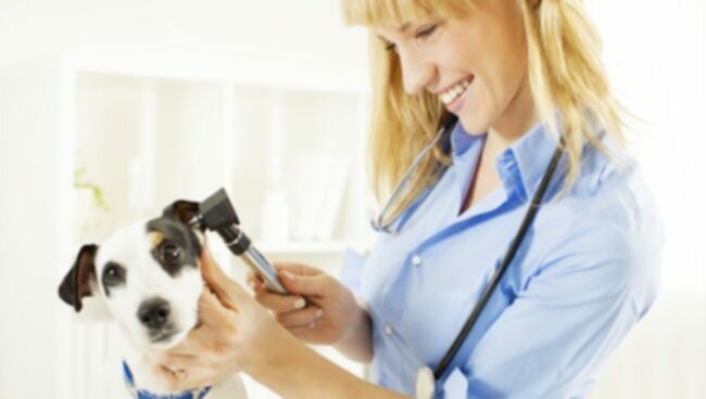 Глухота при кучетата: Симптоми, Причини, & Лечение