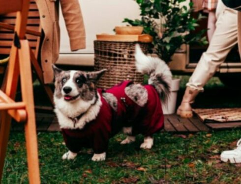 Perros pastores: cómo evitar que su perro pastoree a la gente