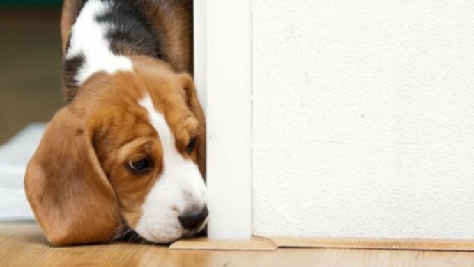 Beagle Puppies: Schattige foto’s en feiten