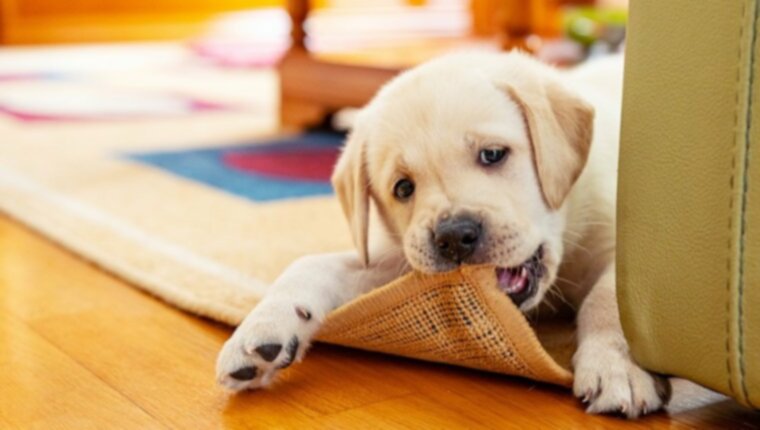 Защита от щенков: Как сделать ваш дом безопасным для вашего нового щенка