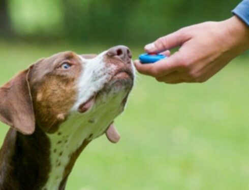 Najczęściej zadawane pytania dotyczące szkolenia psów metodą klikerową