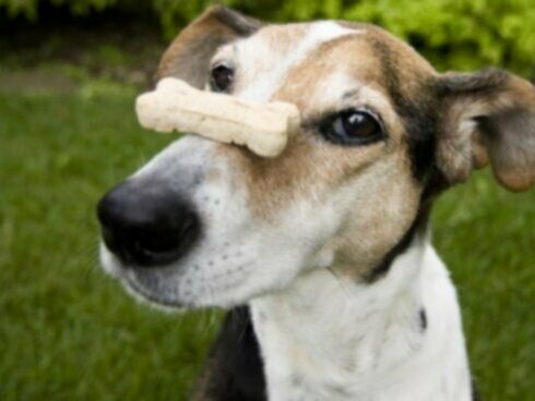 Le dressage de votre chien dans une autre langue est une bonne idée