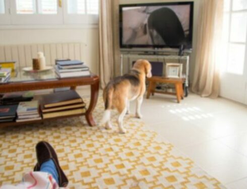 Problémy rodičov domácich zvierat: ' Môj pes hryzie, keď sa zľakne! Čo mám robiť?  '