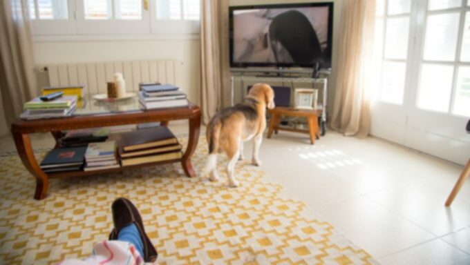 Problémy rodičov domácich zvierat: ‘ Môj pes hryzie, keď sa zľakne! Čo mám robiť?  ‘
