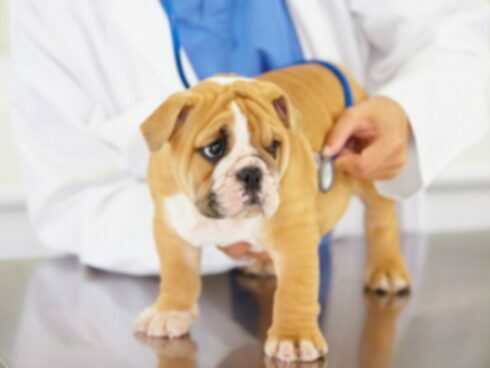 Aorta tromboembólia kutyáknál: tünetek, okok, & kezelések