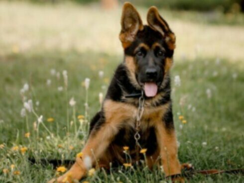 Puppy Training: Een sociale pup opvoeden begint met deze 4 principes