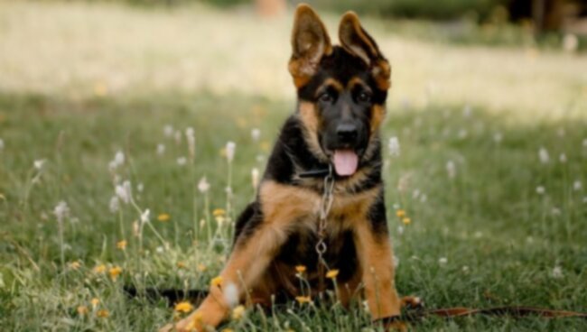 Puppy Training: Een sociale pup opvoeden begint met deze 4 principes