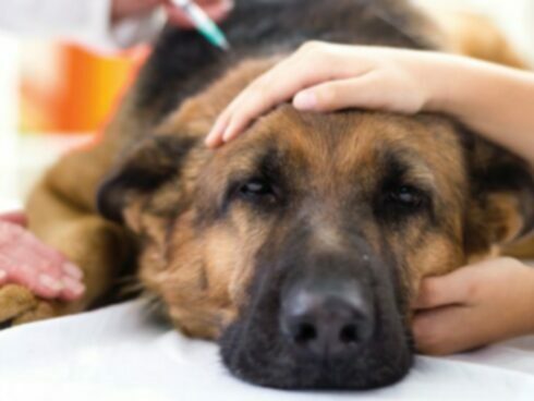 Гликогеноз у собак: симптомы, причины и лечение