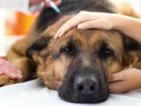 Glykogenoosi koirilla: oireet, syyt, & hoidot