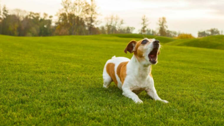 Υπερβολικό γάβγισμα σκύλου: Τι να κάνετε όταν ο σκύλος σας είναι πολύ φωνητικός