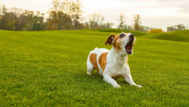 Excessive Dog Barking: Co zrobić, gdy twój pies jest zbyt głośny