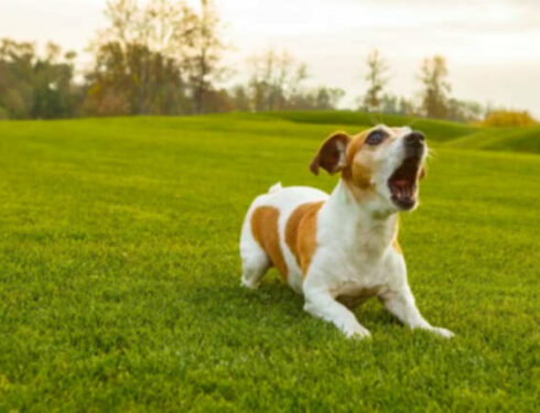 Чрезмерный лай собак: Что делать, если ваша собака слишком громко лает