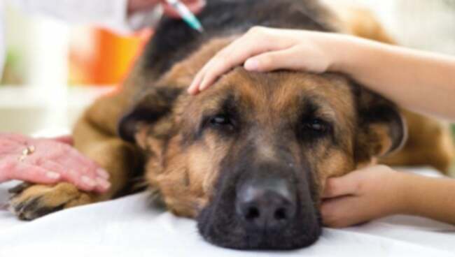 Glykogenos hos hundar: Symtom, orsaker, & Behandlingar