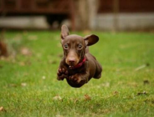 Anak anjing Dachshund: Gambar Dan Fakta Lucu