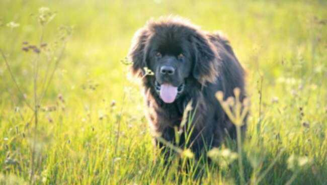 Glomerulonefrit hos hundar: Symtom, orsaker & Behandlingar