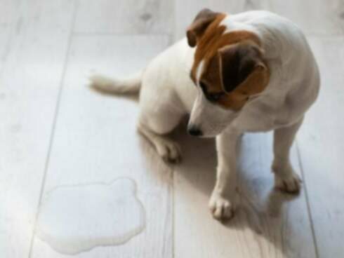 狗狗的胆囊阻塞：症状、原因和治疗方法