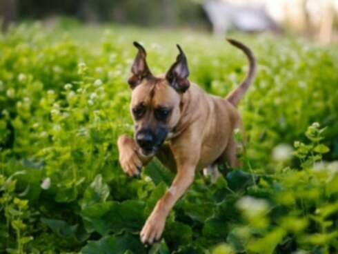 Rhinosporidiosis bij Honden: Symptomen, Oorzaken, & Behandelingen