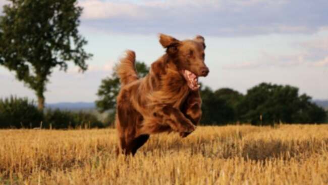 Mycotoxicosis-Deoxynivalenol bij Honden: Symptomen, Oorzaken, & Behandelingen