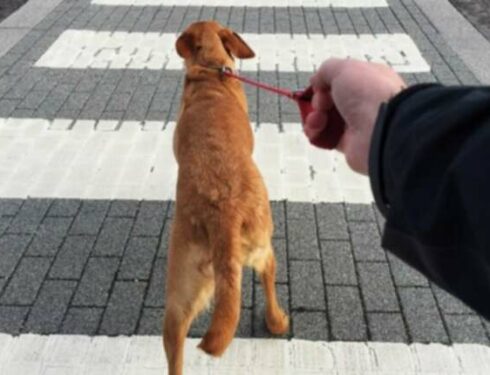 Treino de Treino de Treino de Treino de Cão: O que fazer em relação ao puxão do seu cão