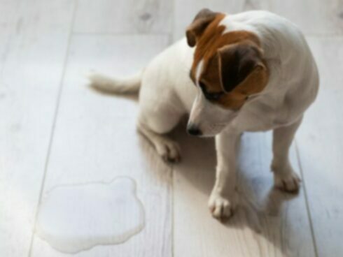 Непроходимость желчного пузыря у собак: симптомы, причины и лечение
