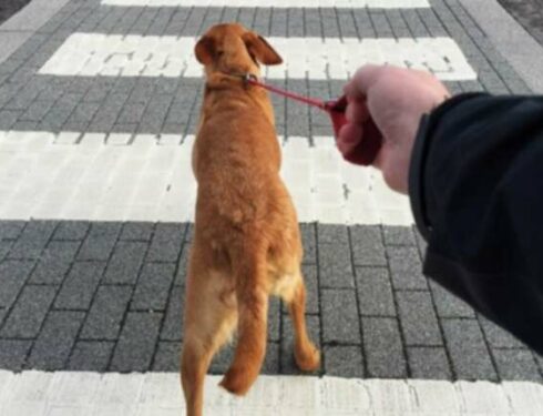 Suņu pavadas apmācība: Ko darīt ar suņa vilkšanu?