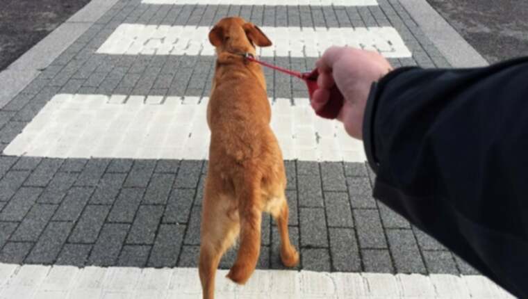 Hondenriemtraining: Wat te doen aan het trekken van uw hond?