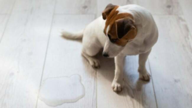 Sapipõie obstruktsioon koertel: sümptomid, põhjused & ravi