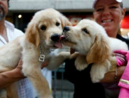Auksaspalvių retriverių šuniukai: Žavios nuotraukos ir faktai: mielos nuotraukos ir faktai