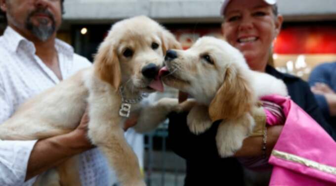 Κουτάβια Golden Retriever: Golden Golden Golden Golden Golden Golden Golden: Χαριτωμένες εικόνες και γεγονότα