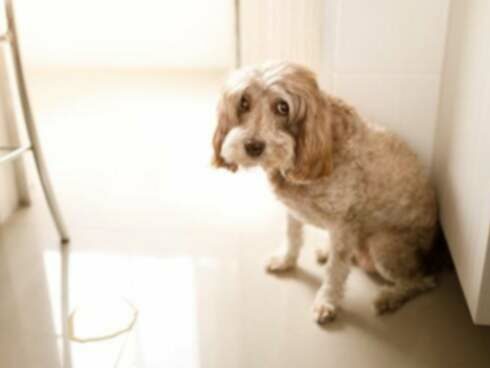 Glucosuria la câini: Simptome, Cauze, & Tratamente