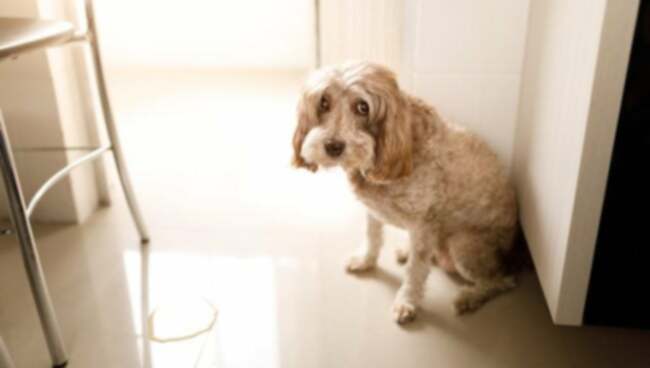Glucosurie bij honden: symptomen, oorzaken, & behandelingen