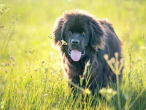 Glomerulonephritis bei Hunden: Symptome, Ursachen und Behandlungen