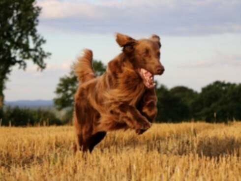 Micotoxicosis-Deoxinivalenol en Perros: Síntomas, Causas y Tratamientos