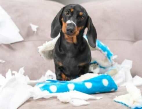 犬の好ましくない行動 行動問題の予防と治療