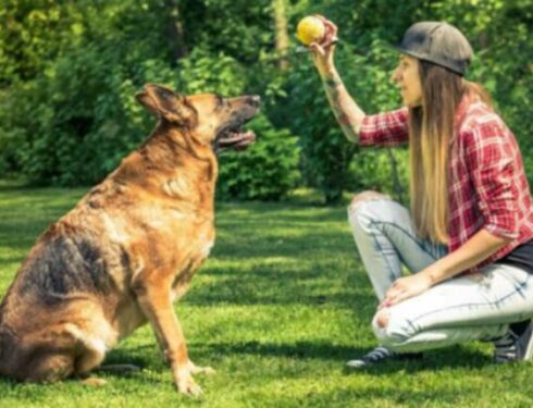 10 sjove og imponerende tricks, som du kan lære enhver hund