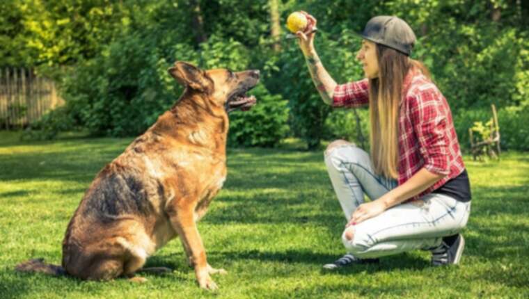 10 sjove og imponerende tricks, som du kan lære enhver hund