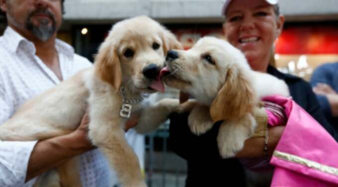 ゴールデンレトリバーの子犬たち。かわいい写真と事実