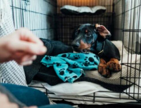 Dressage de votre chien à la cage : Tout ce que les parents d'animaux doivent savoir