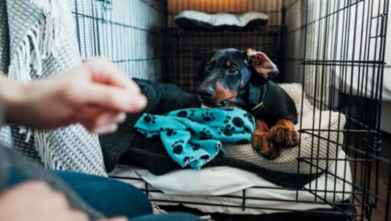 Εκπαίδευση του σκύλου σας σε κλουβί: Pet Γονείς πρέπει να γνωρίζουν