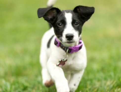 Chiots terrier Jack Russell : Photos et faits mignons